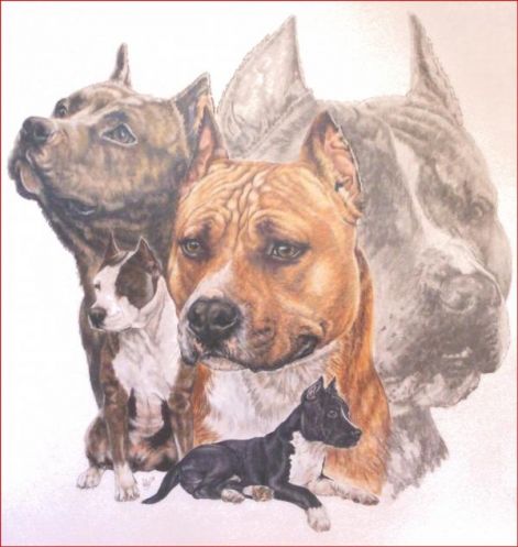 american-staffordshire-terrier-barbara-keith.jpg