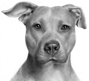 pit_bull_lg.jpg