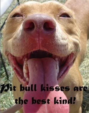 pitbull-9.jpg