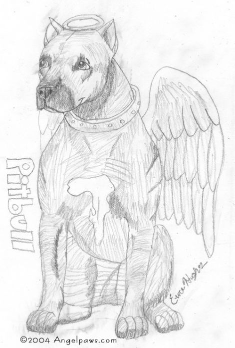 pitbull_3.jpg