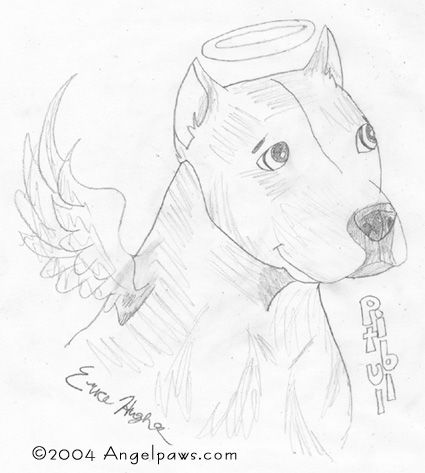 pitbull_4.jpg