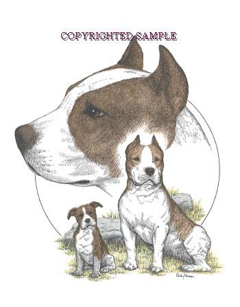 pitbulltrio.jpg